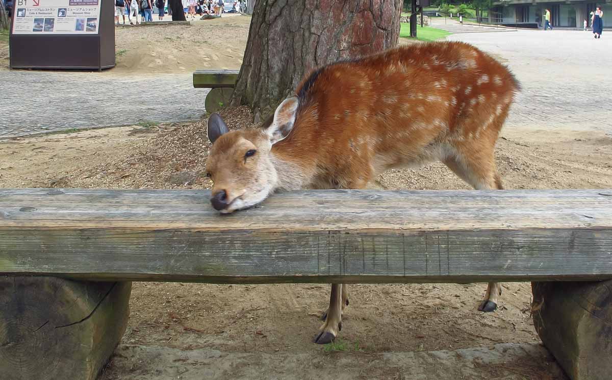 Nara Deer Park