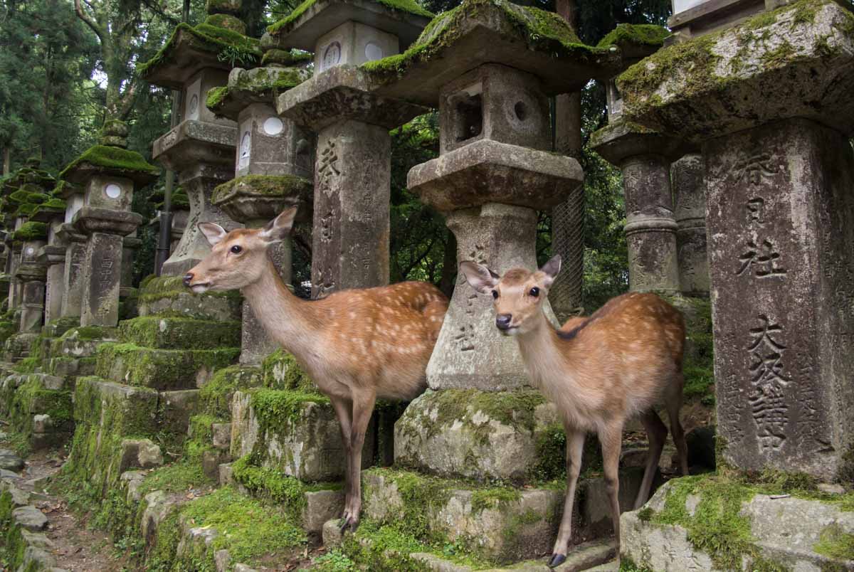 Kasuga Taisha shrine