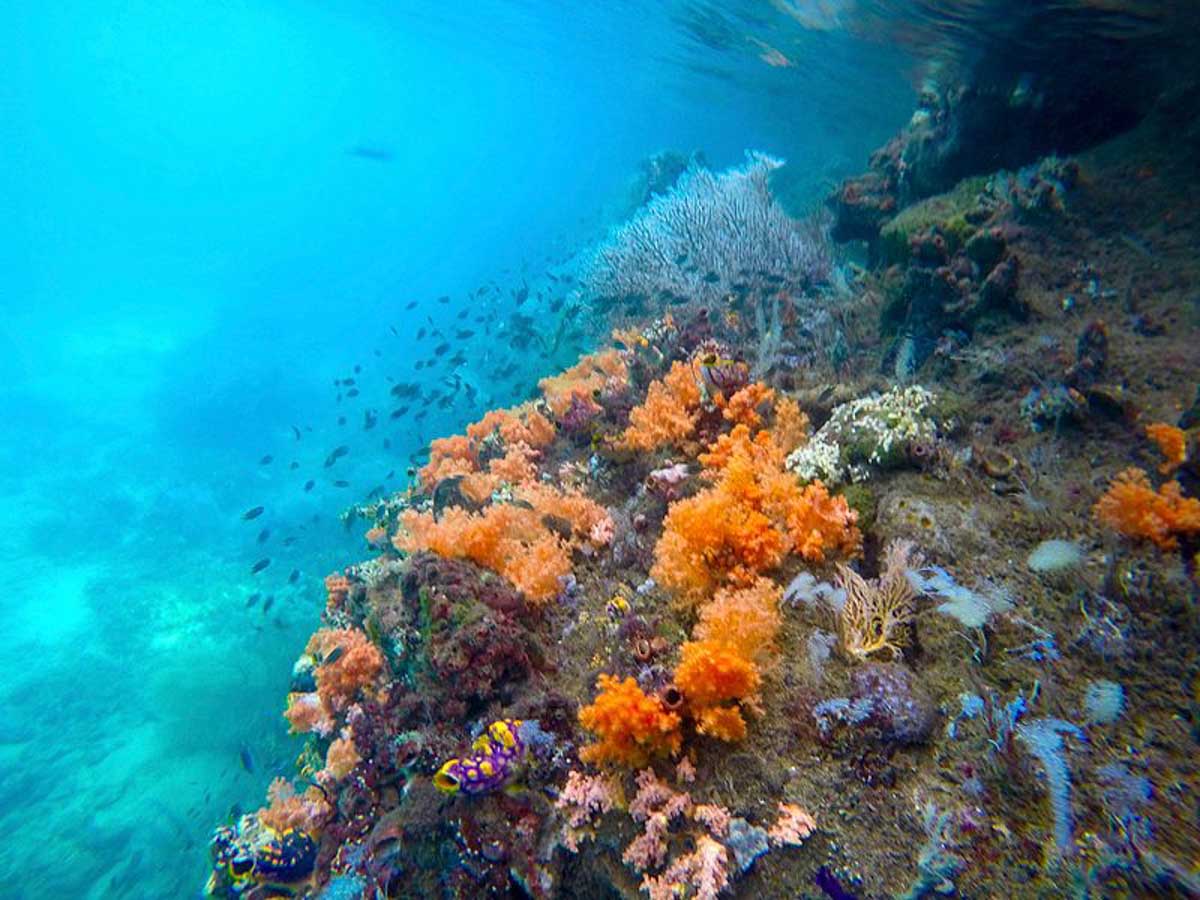 Corals in Southern Waigeo