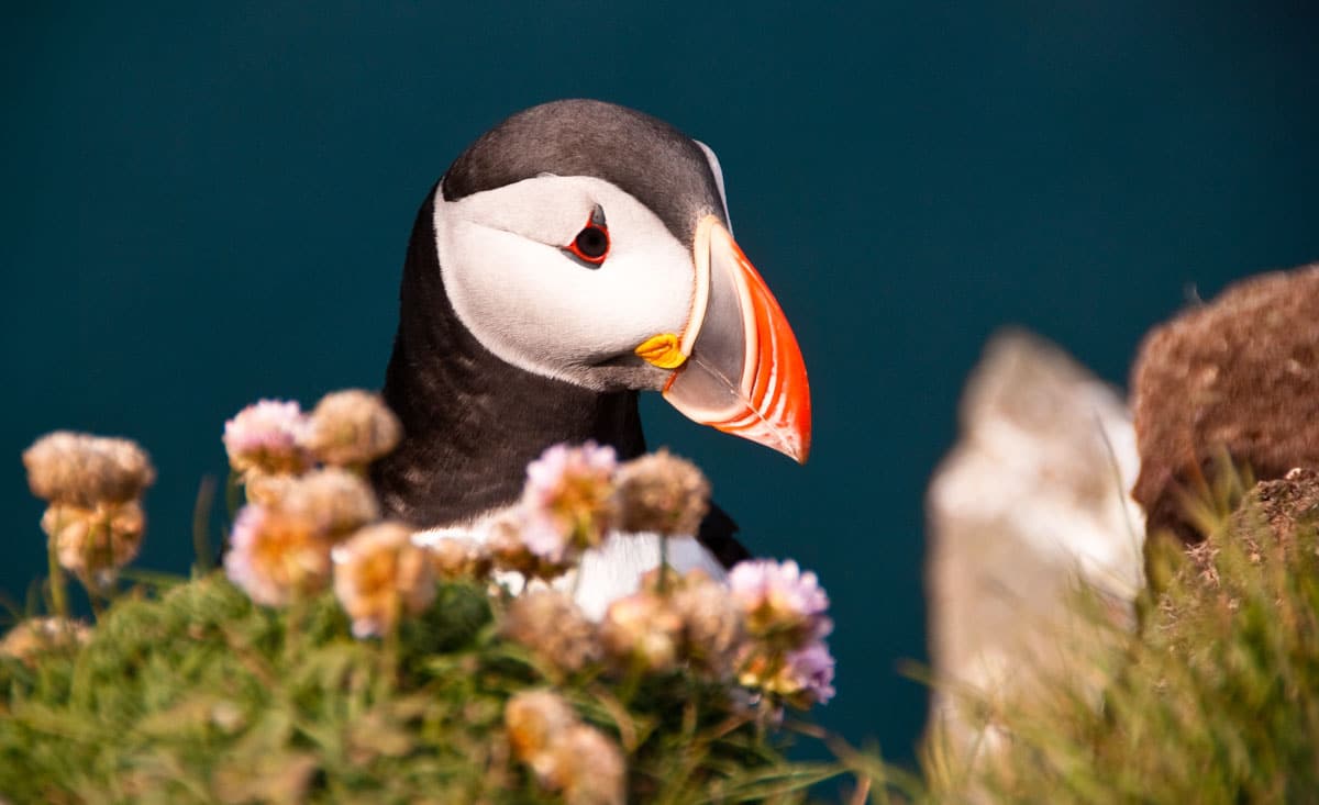 puffins, Iceland