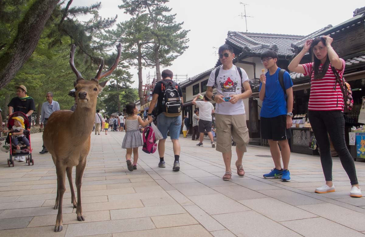 Nara Deer Park