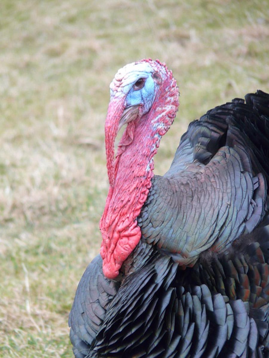 Red Headed Turkey, Mount Bromo