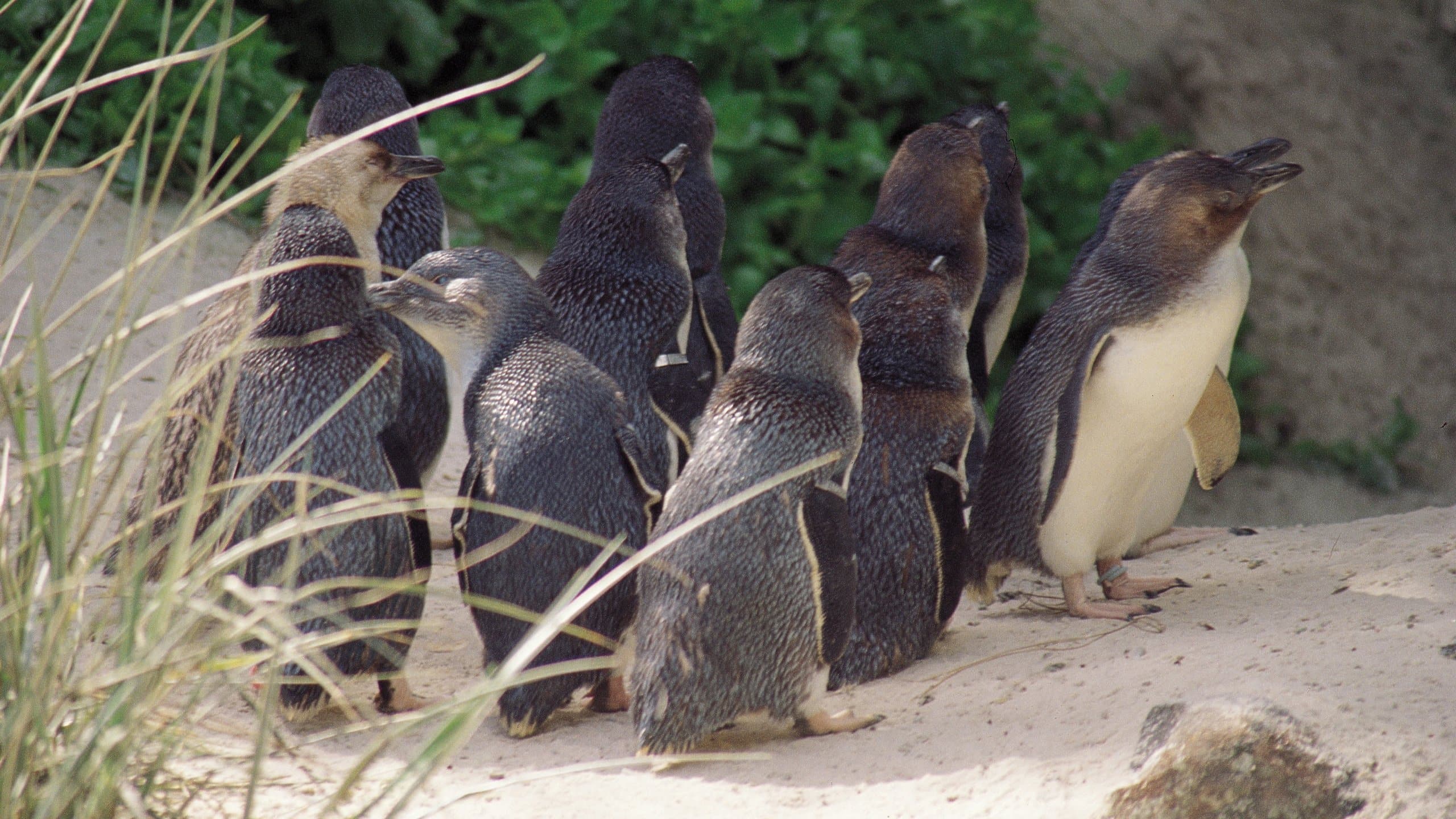 Penguins at Adelaide Zoo