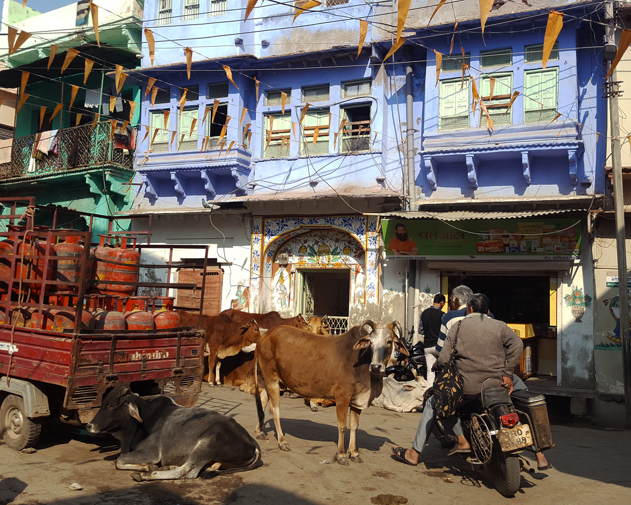 Cows in the street in Bundi, India