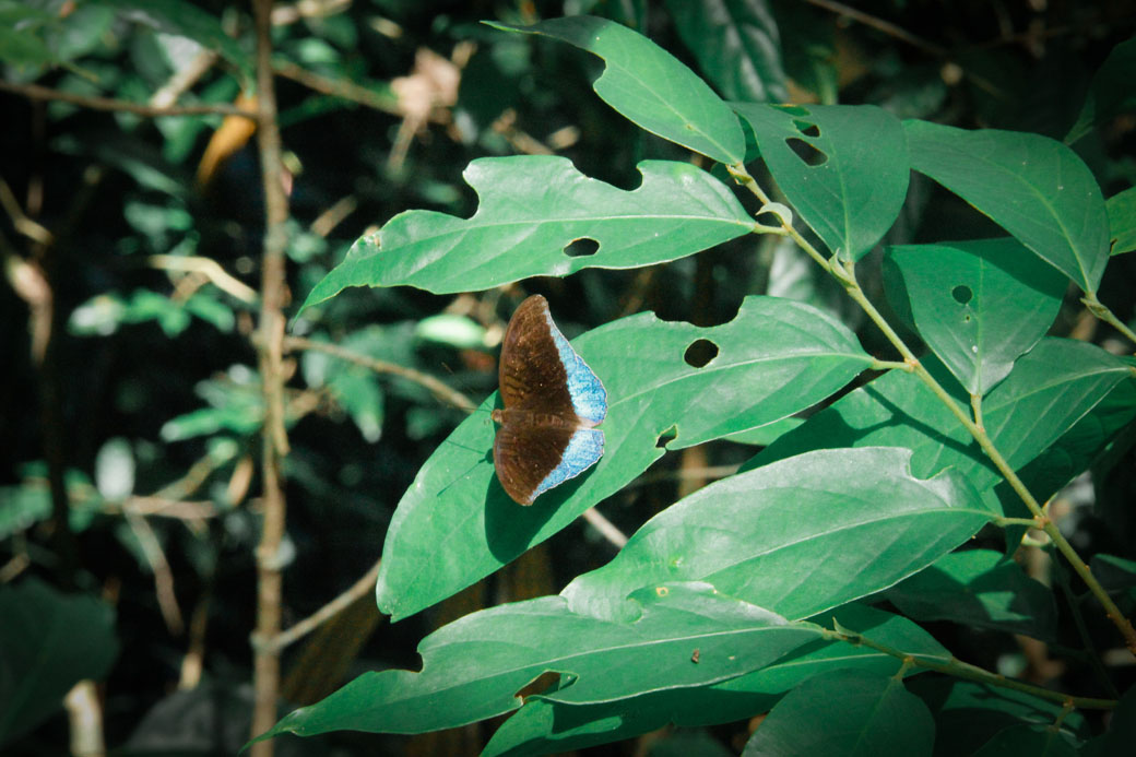 A butterfly in Khao Sok National Park