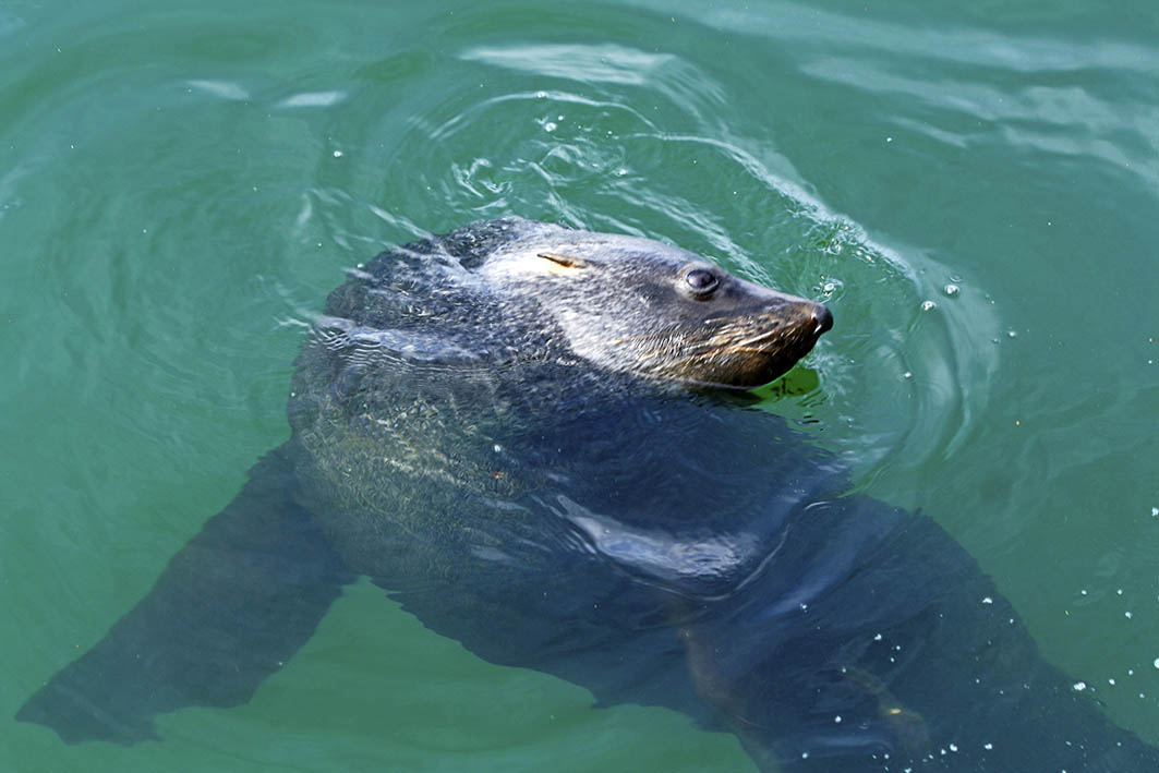 A Cape Fur Seal in Hout Bay