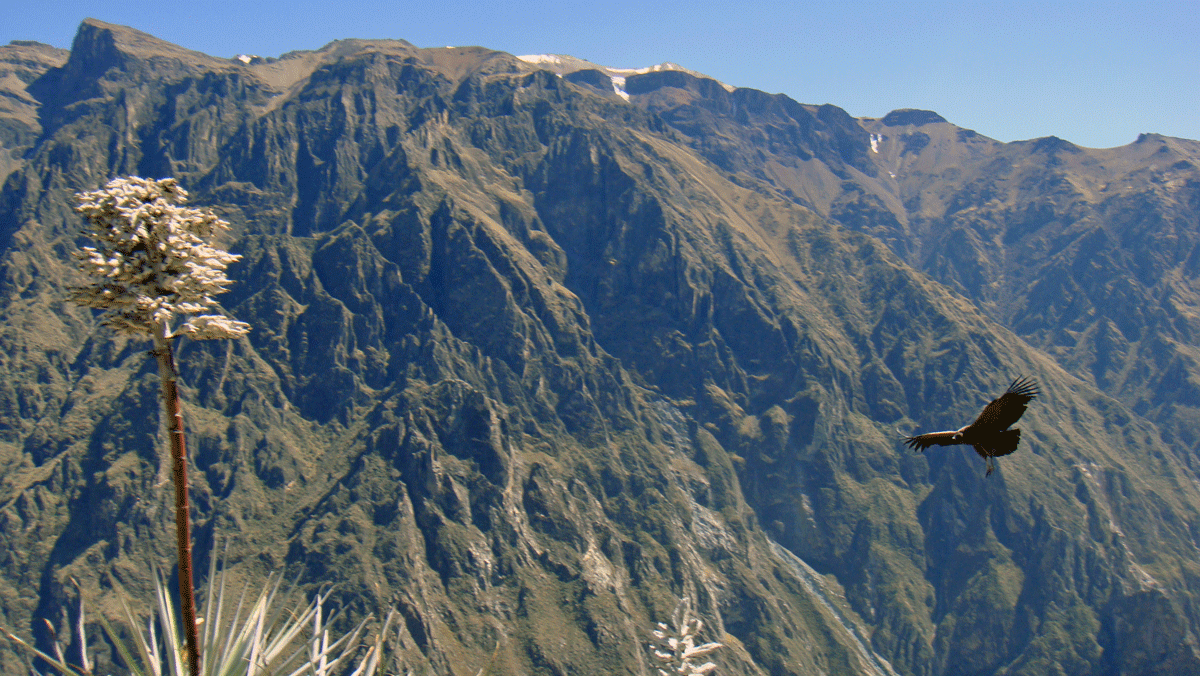An Andean Condor at Cola Canyon, Peru