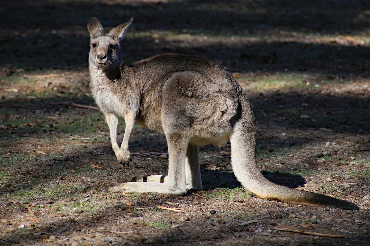 A kangaroo in Grampians National Park, Australia