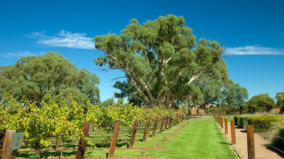 Jacobs-Creek-Vineyards