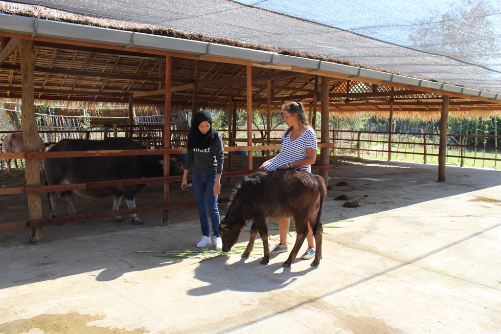 Tour of Laos Buffalo Dairy farm