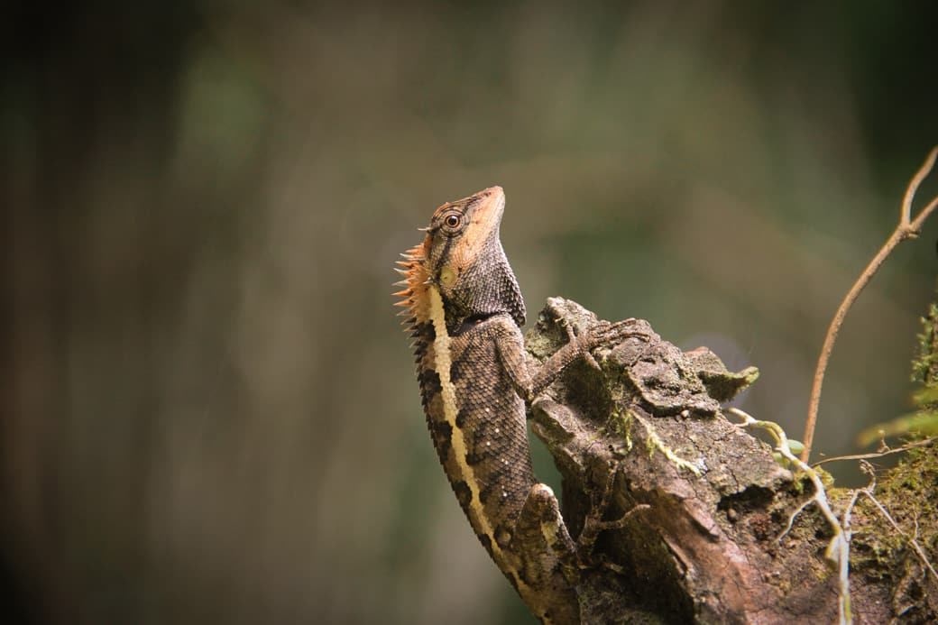 A lizard in Khao Sok National Park