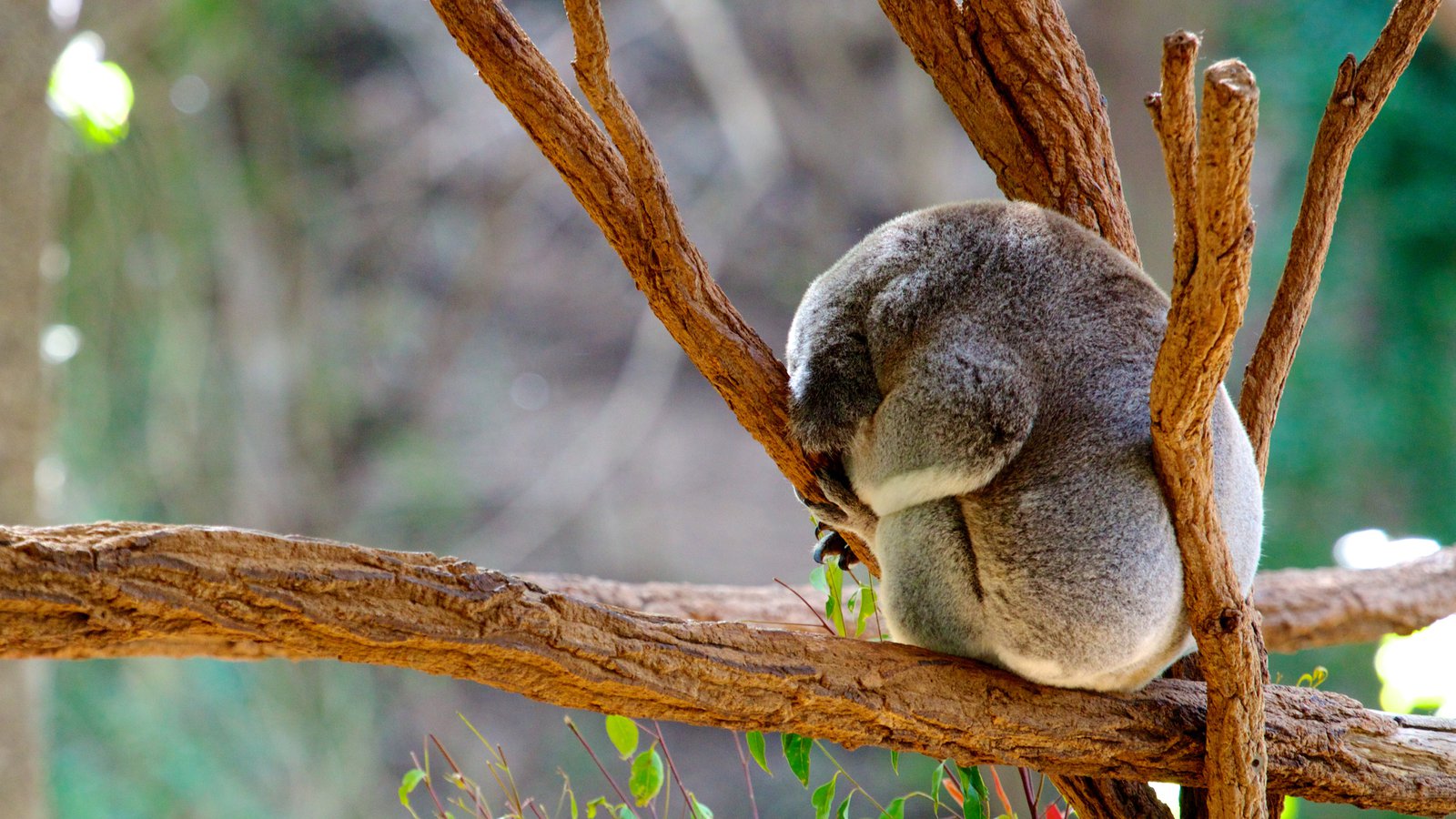 A koala at Lone Pine Koala Sanctuary