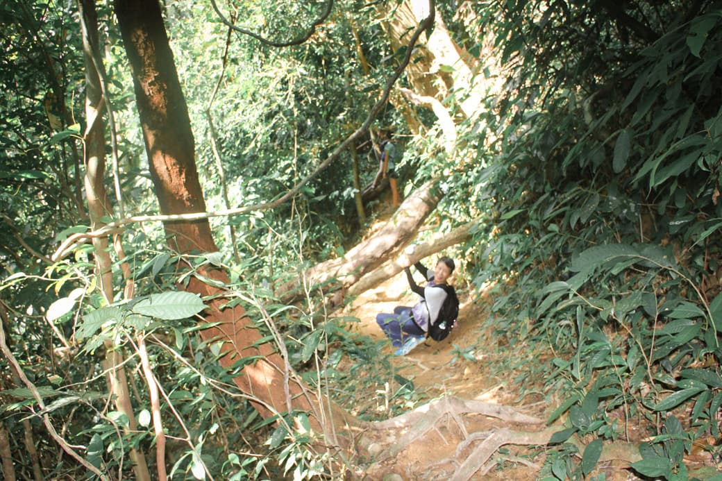 A tree over 900 years old in Khao Sok National Park