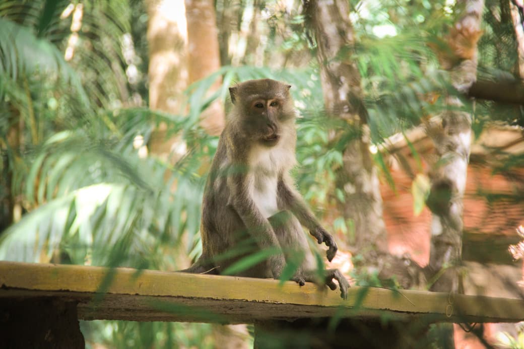 A monkey in Khao Sok National Park