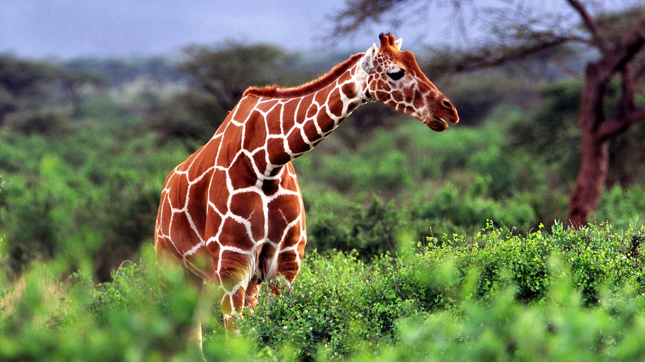 Nairobi-Kenya