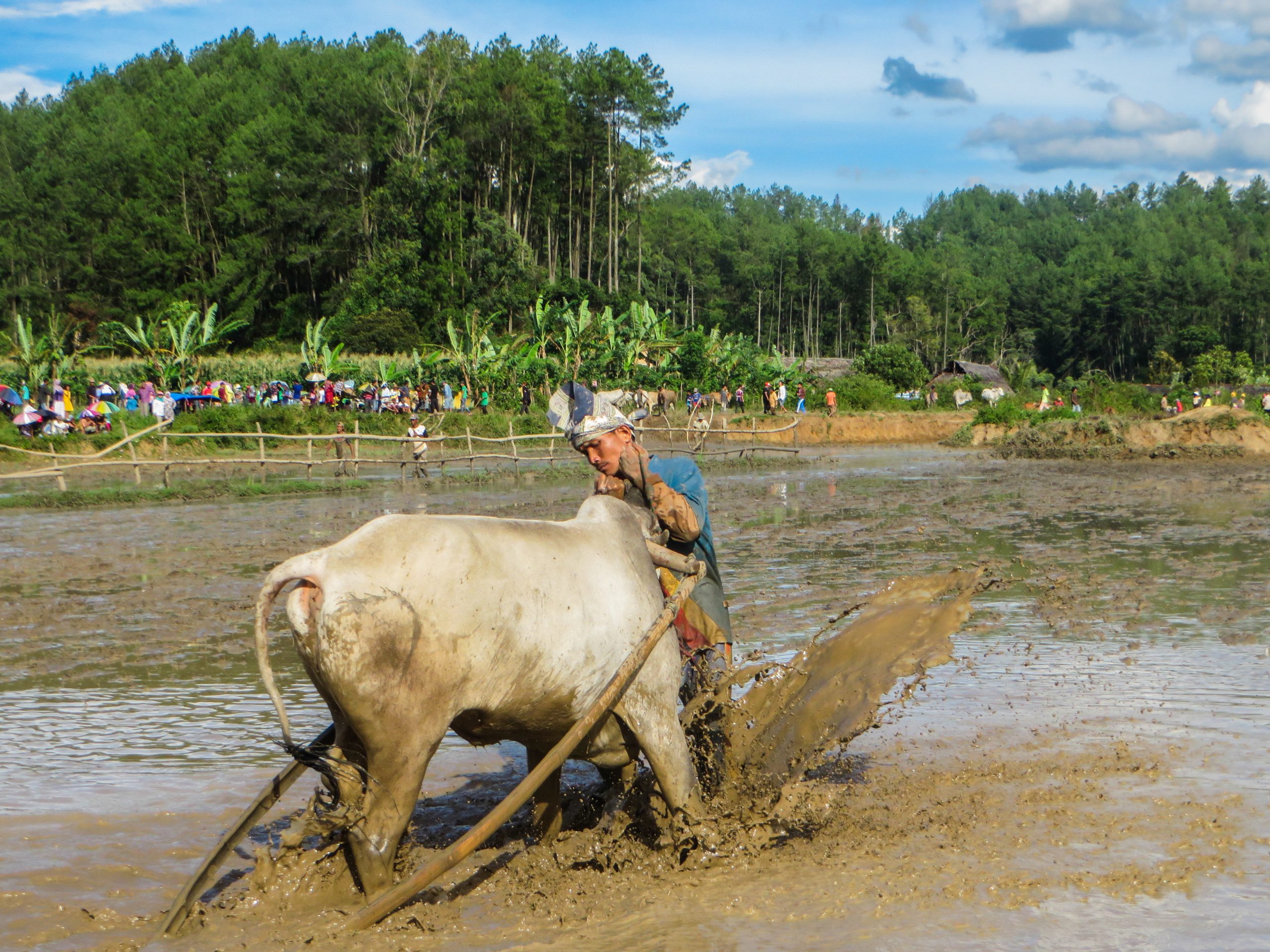 Pacu Jawi Festival