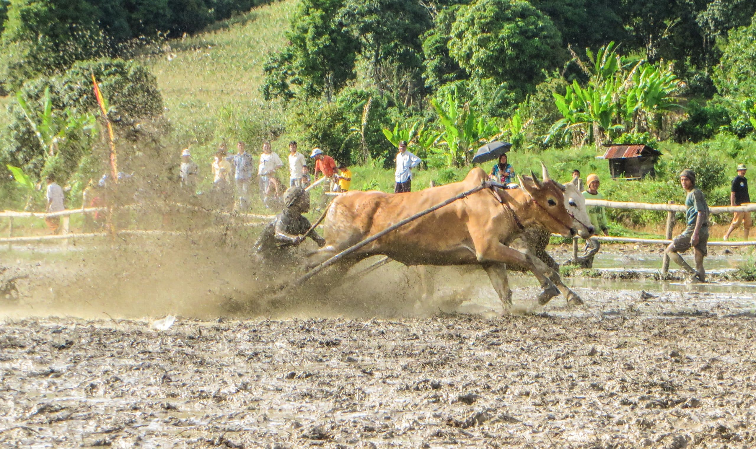Cows racing - Padang Pacu Jawi Festival