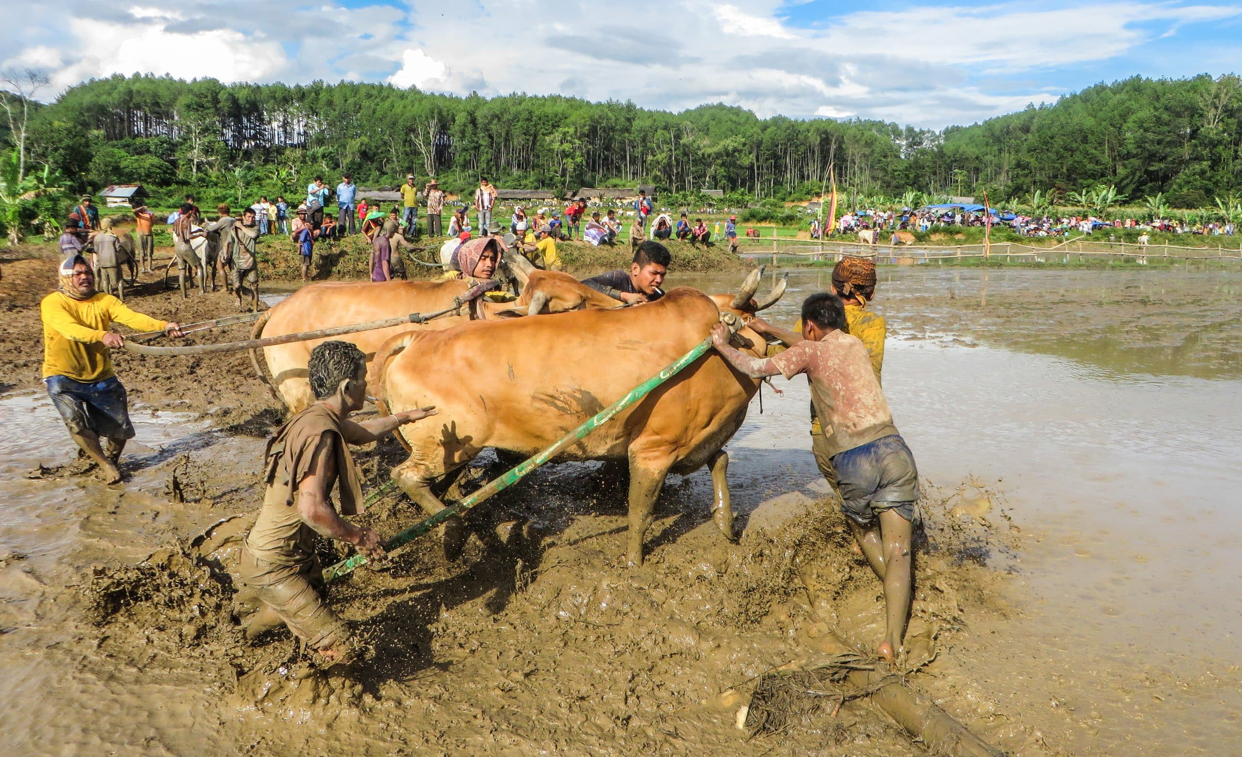 Wrestling with cows - Pacu Jawi, Padang