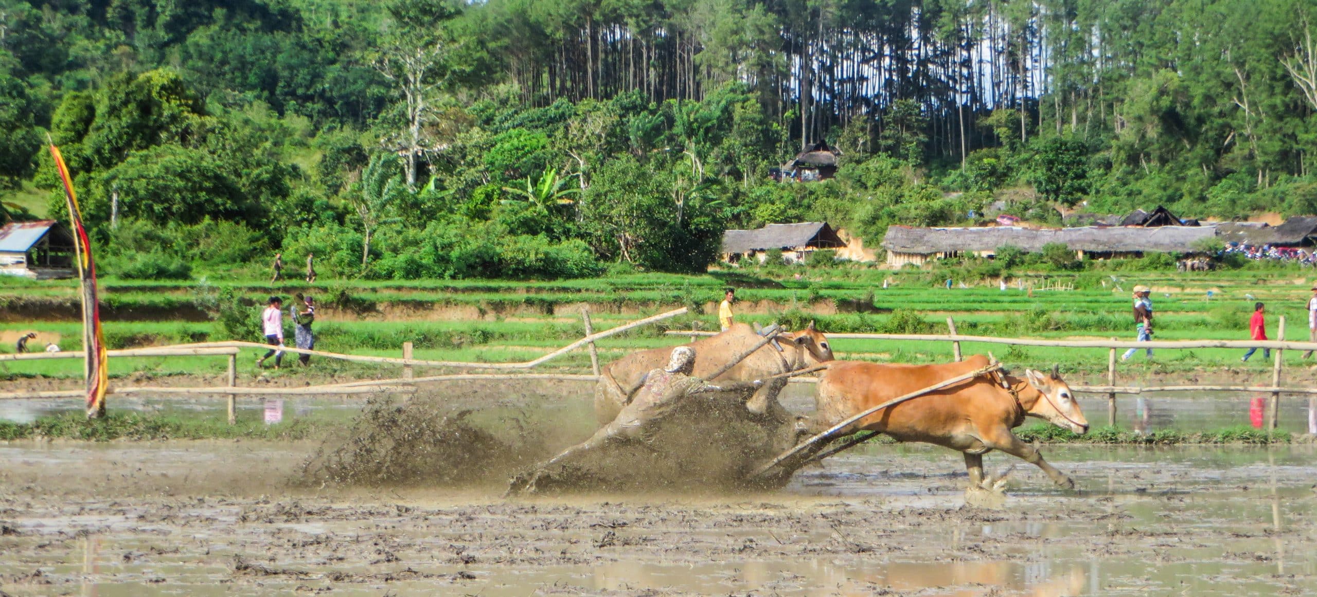 Cows racing at Pacu Jawi Festival, Padang