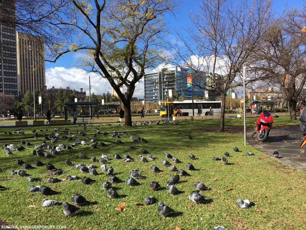 A park in Adelaide