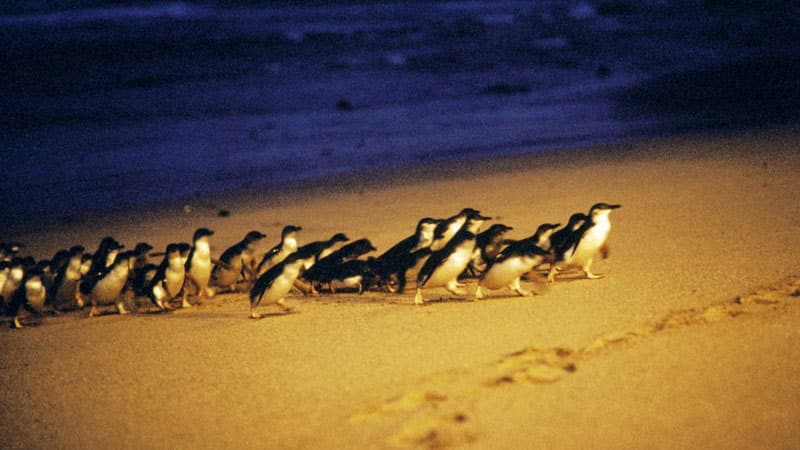 Phillip-Island-72202