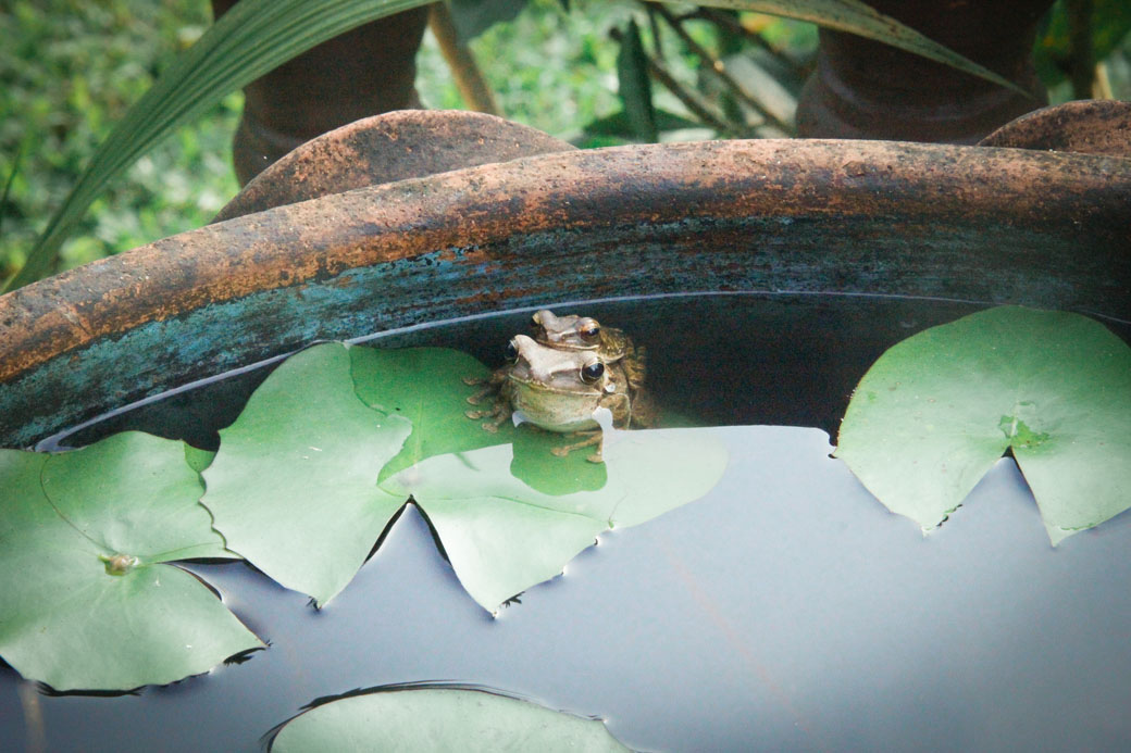 Two frogs mating in a pot pond outside Rafflesia Cafe