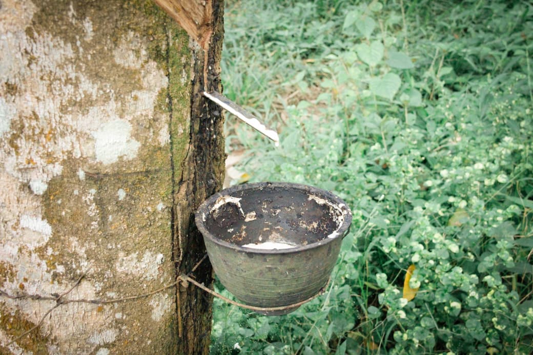 Rubber tapping on a roadside tree in Khao Sok National Park