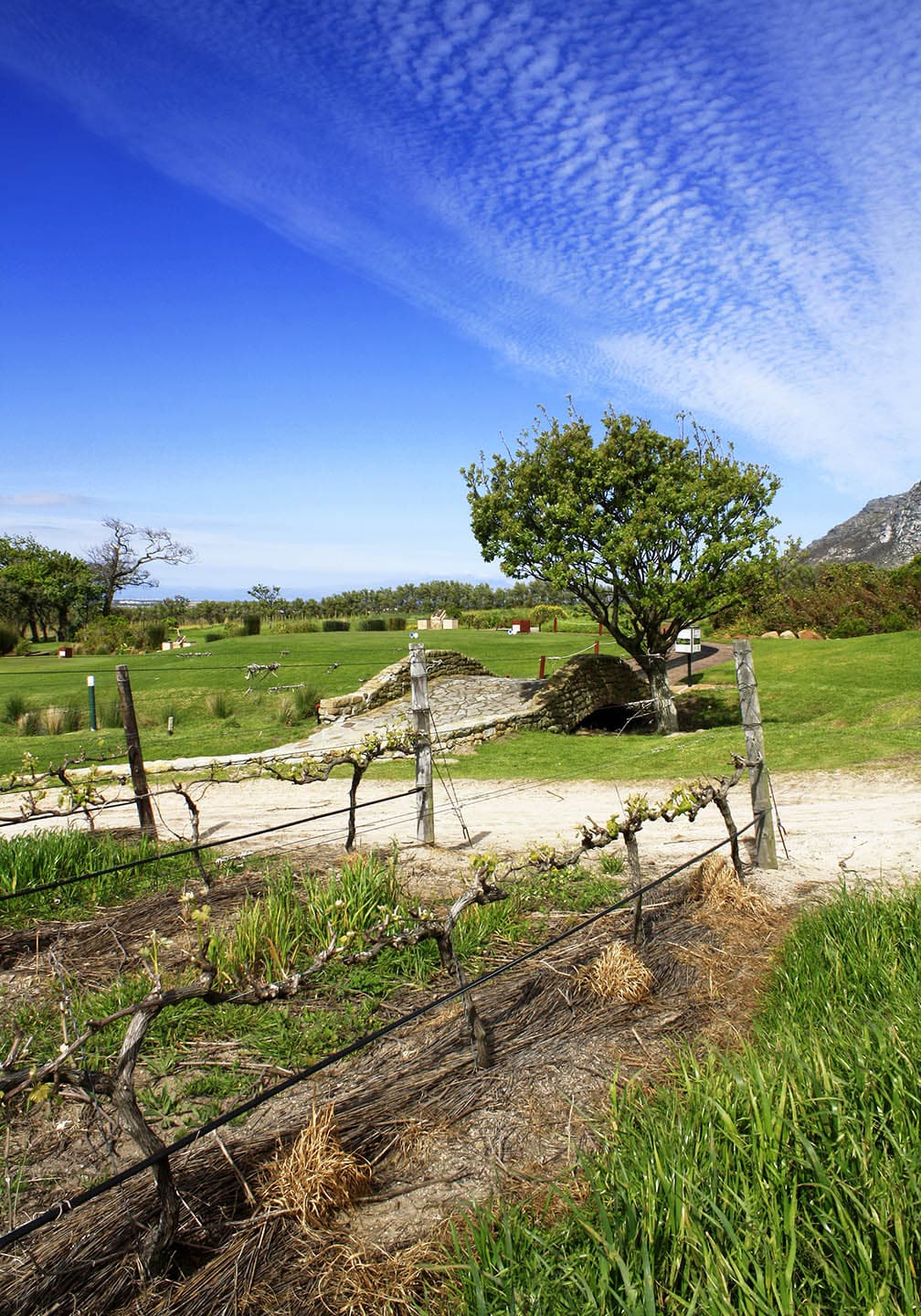 Golf course at Steenberg Mountains in the Constantia Valley
