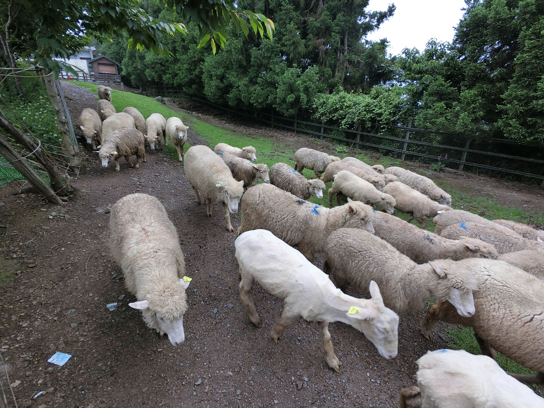 Sheep shearing at Cingjing Farm