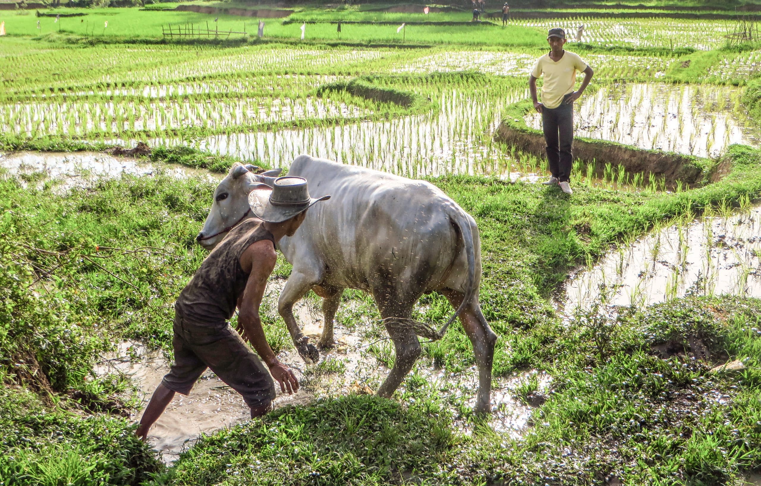 Cows in Padang, Indonesia