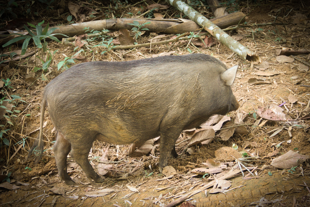 A wild pig in Khao Sok National Park