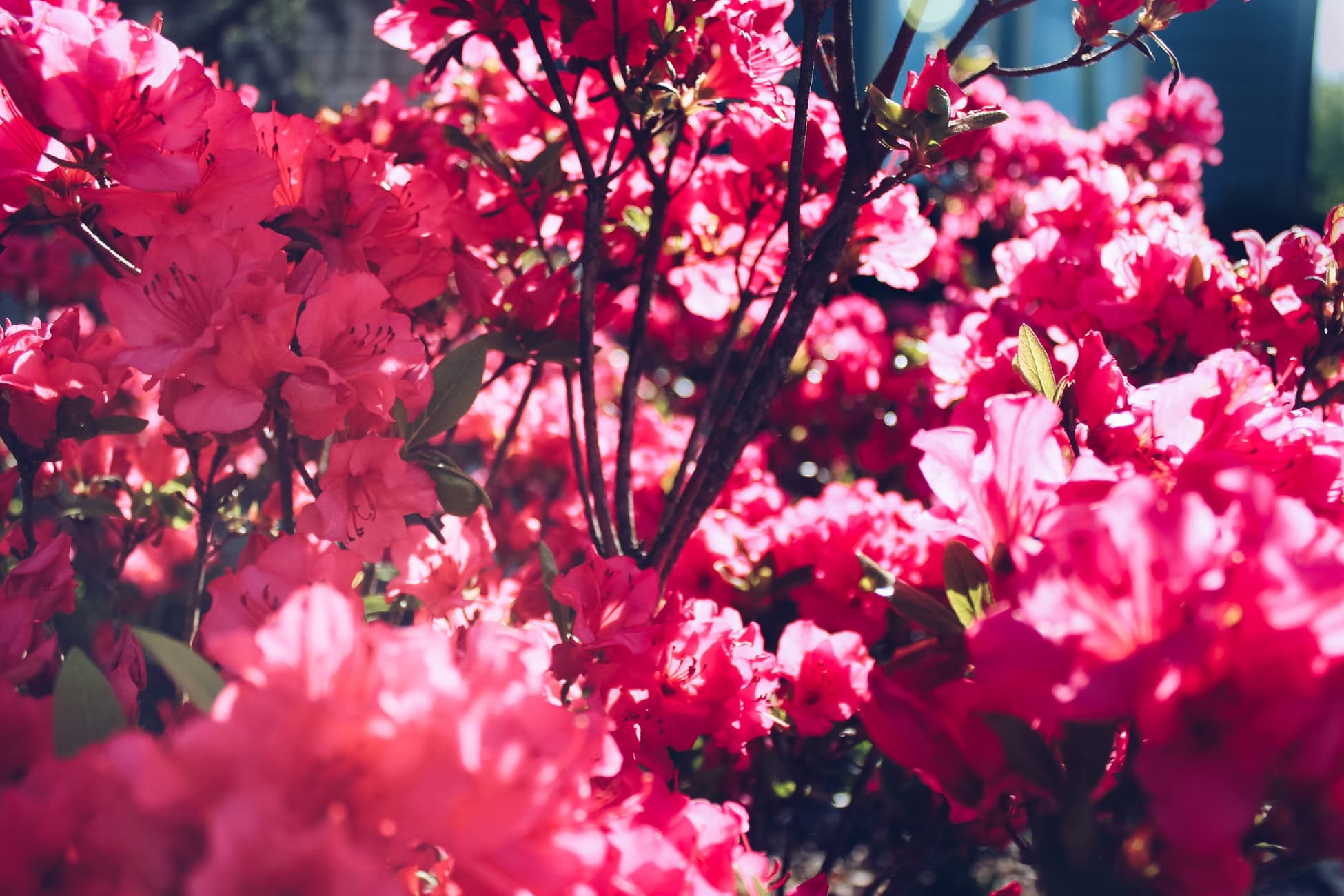 bright pink flowers