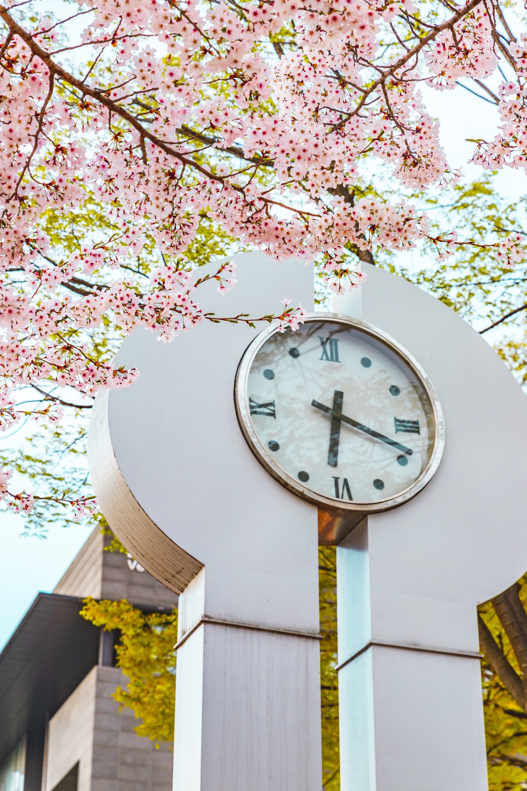 cherry blossoms in front of white clock tower