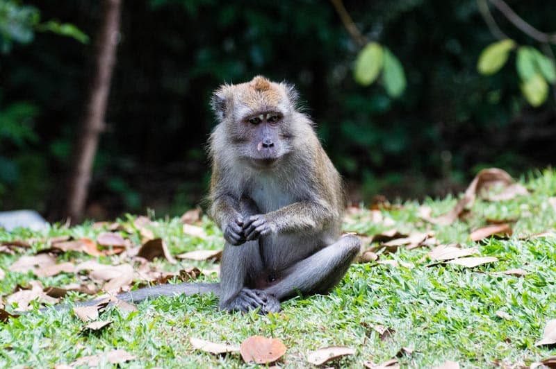 bukit-timah-nature-reserve