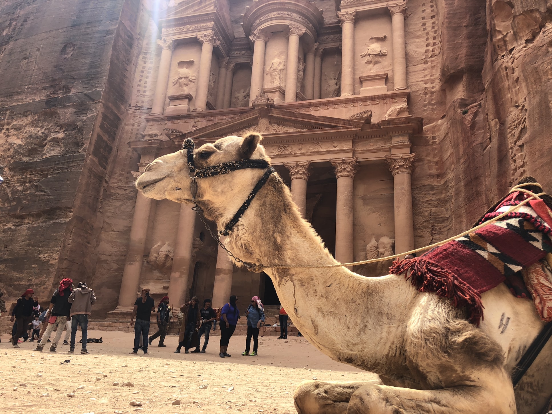 camel sitting in front of ruins