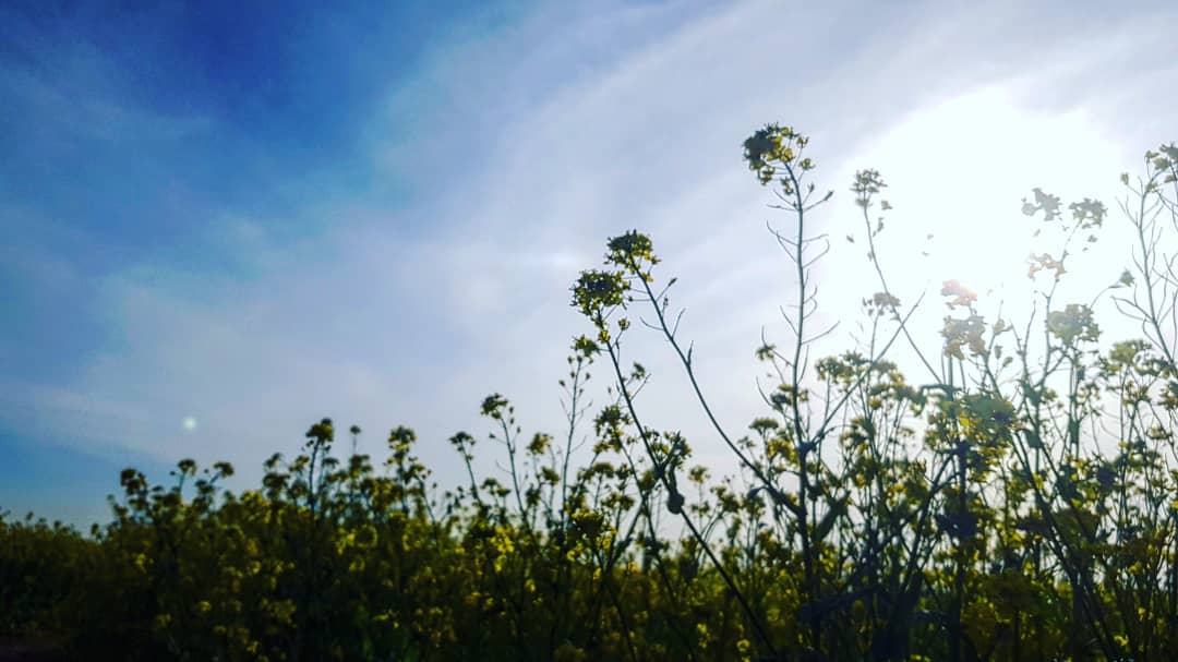 Yuchae Flower Field at Daejeon Eco-Park