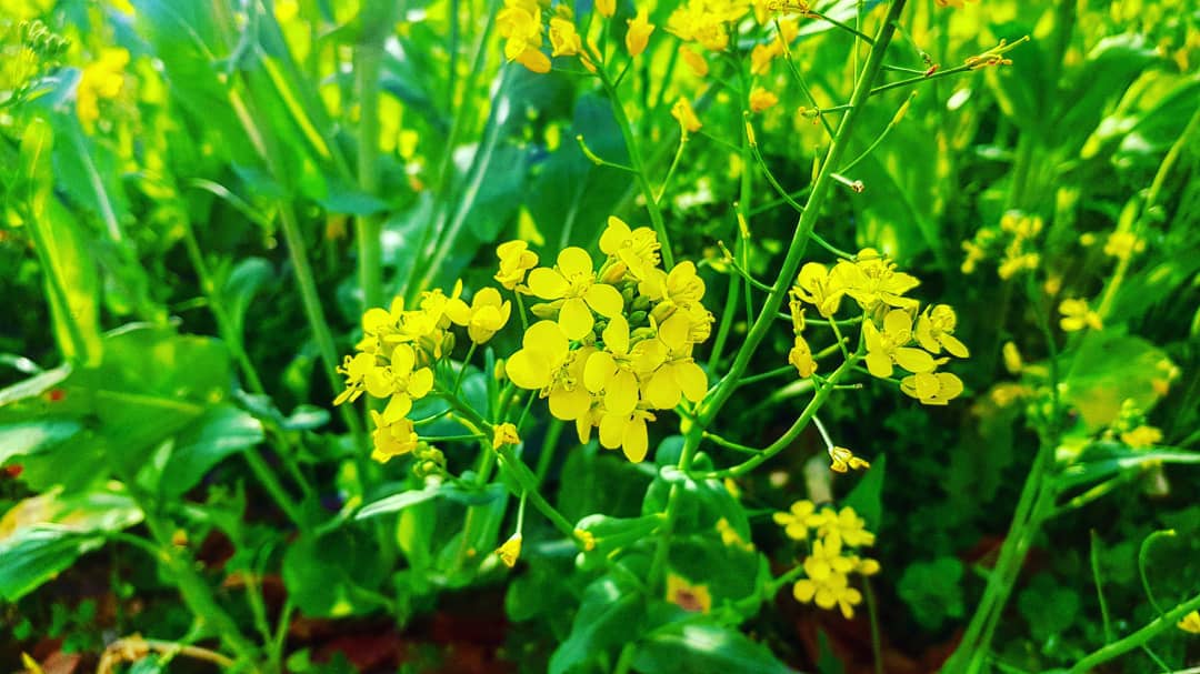 Close up of canola flower field in Busan