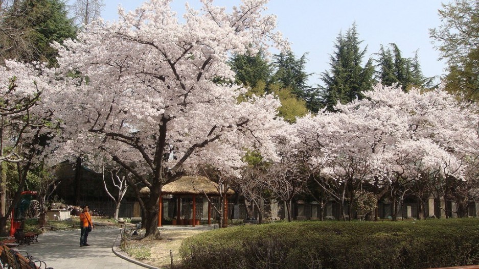 cherry blossom trees along curved road