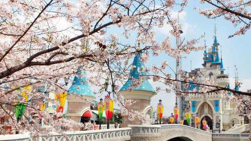 cherry blossom trees at castle amusement park