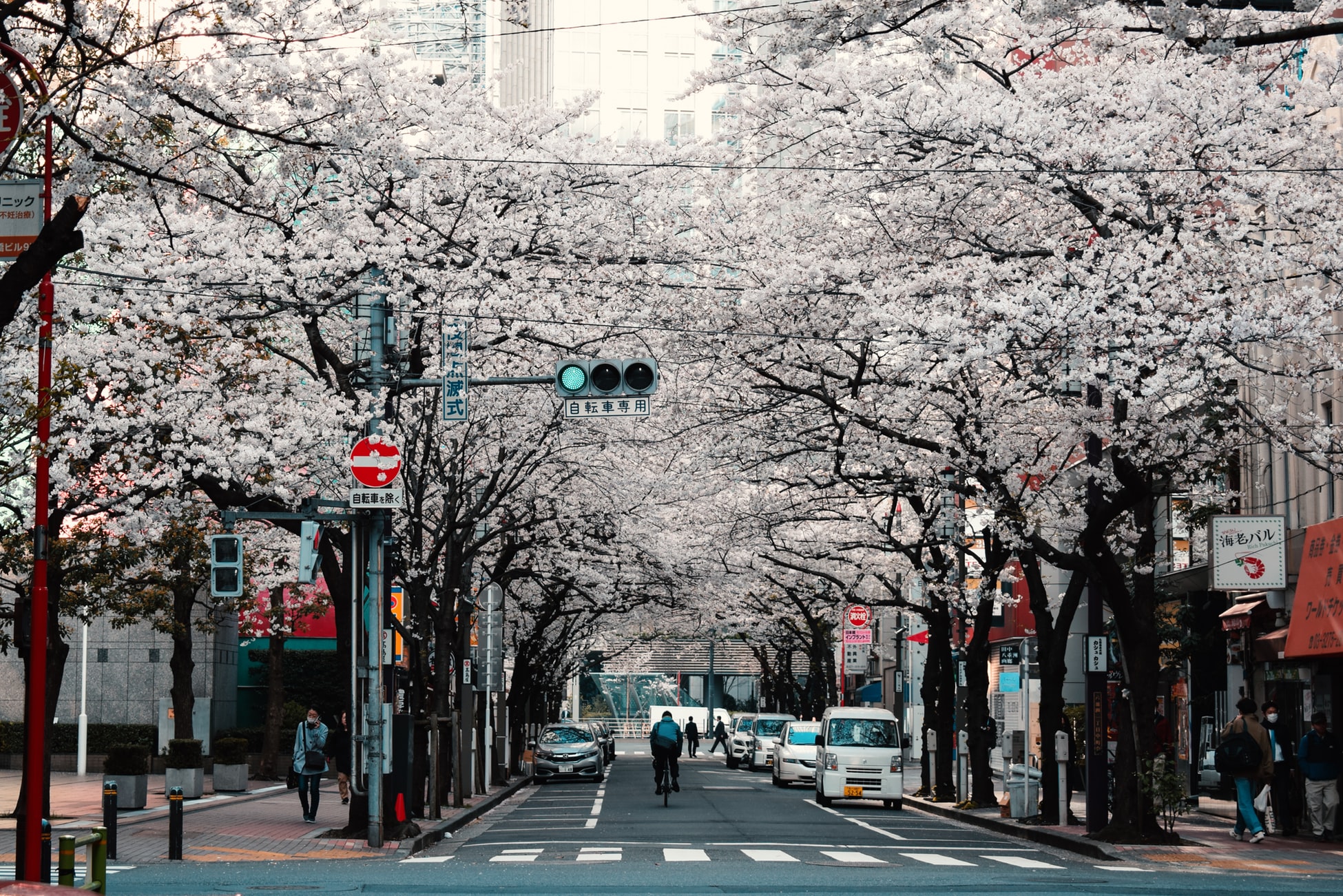 street lined with cherry blossom trees