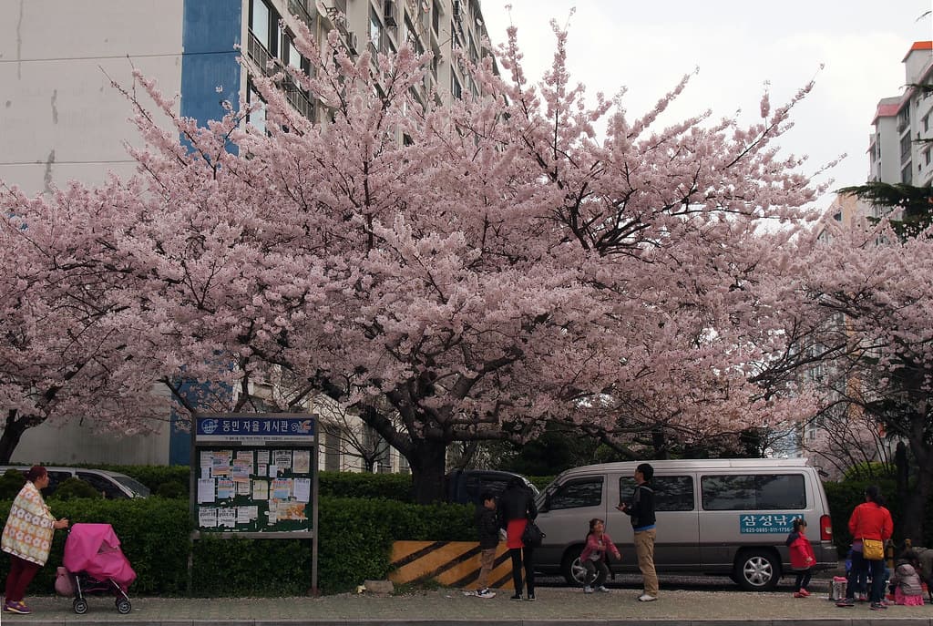 large cherry blossom tree on sidewalk