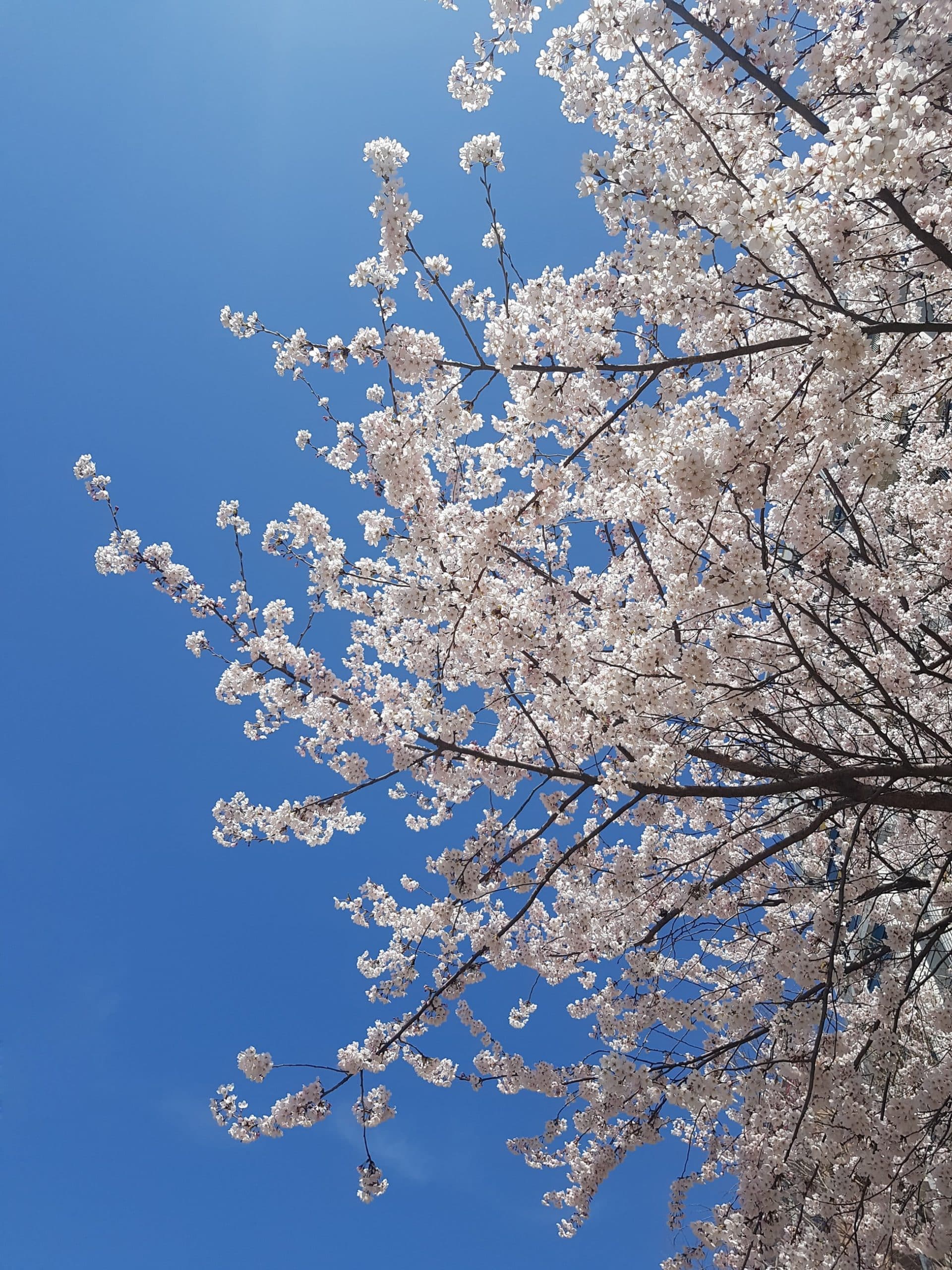 cherry blossom tree branches against sky