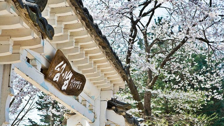 cherry blossom trees at entrance