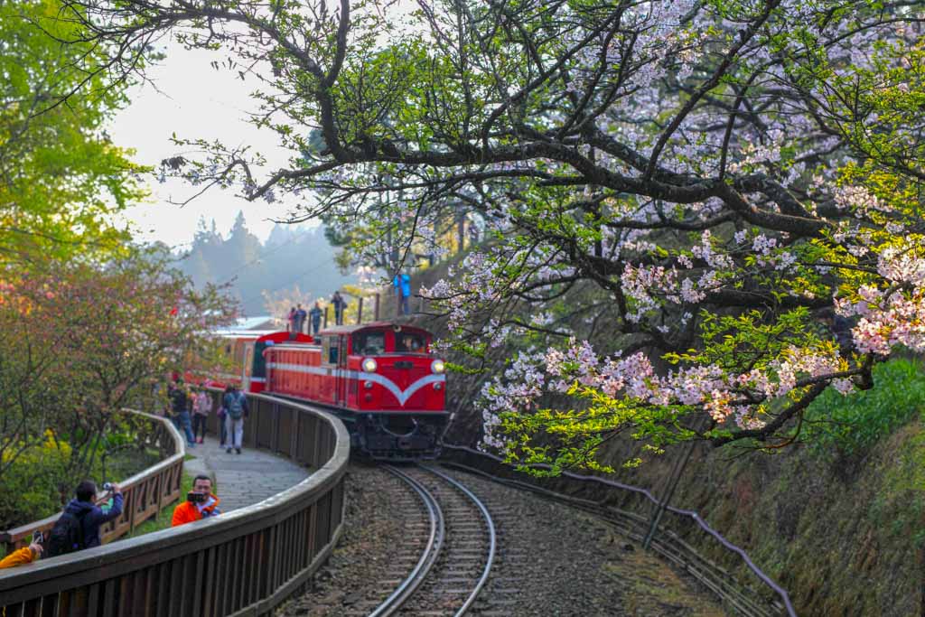 Cherry blossoms along the Alishan railway