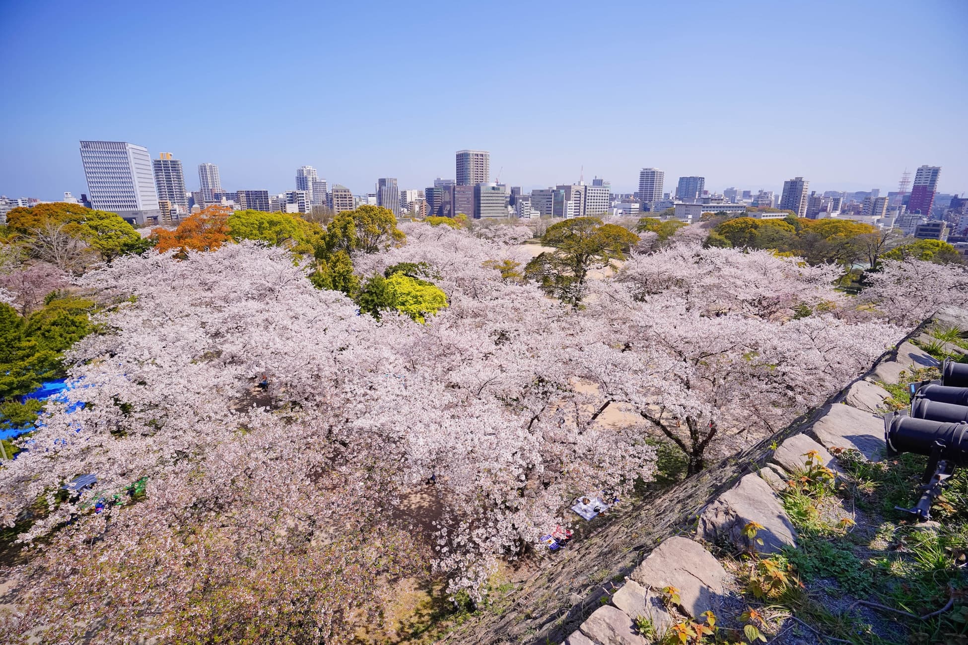 aerial photo of cherry blossom trees in park