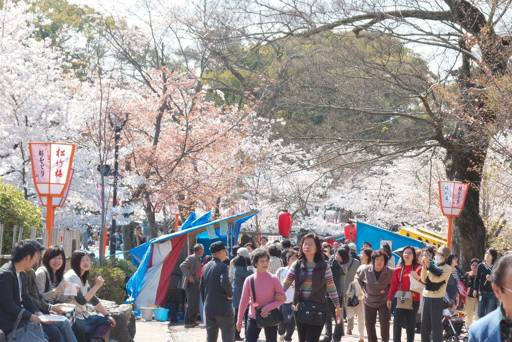 people loitering in park surrounded by cherry blossom trees