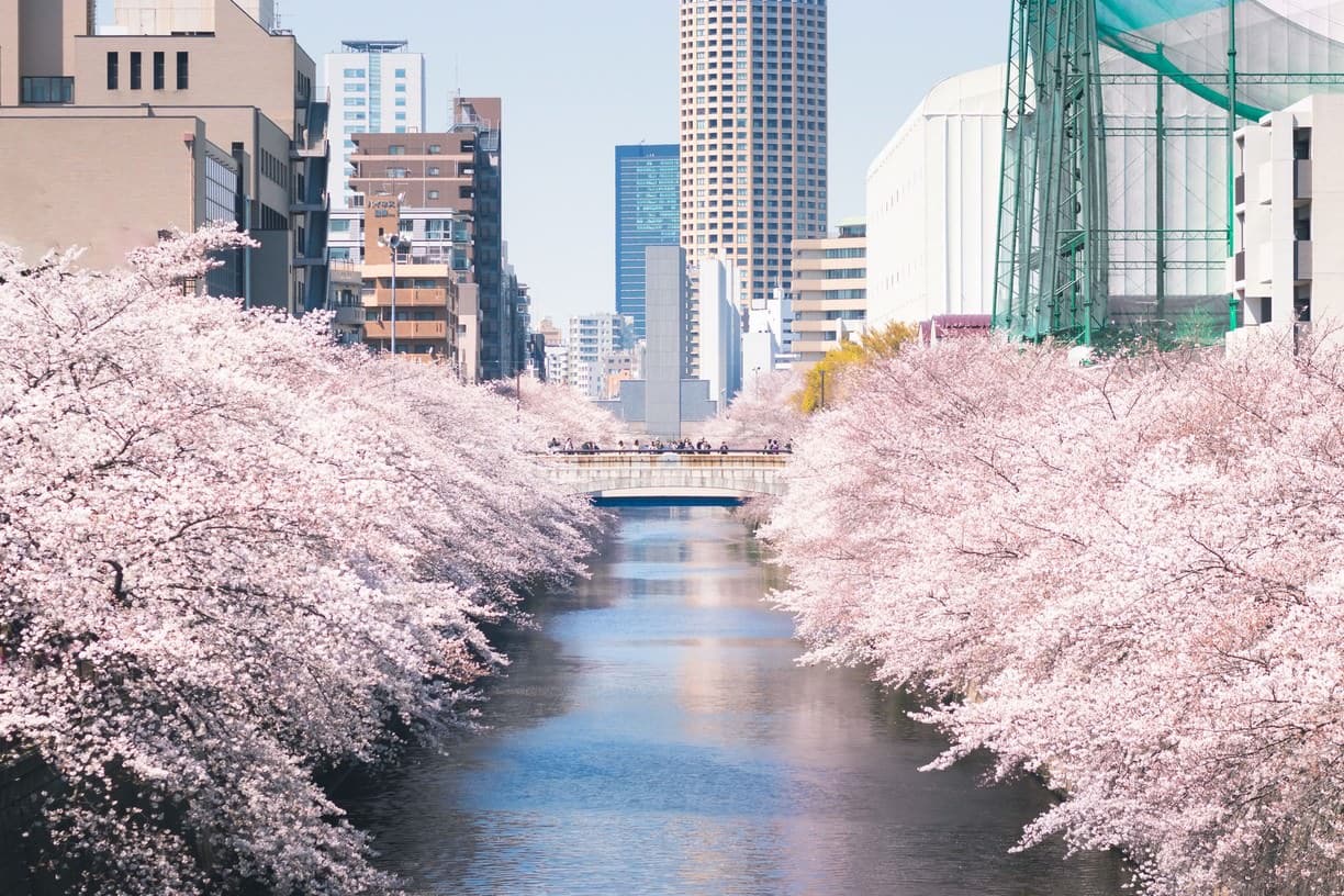 cherry blossoms along river with bridge