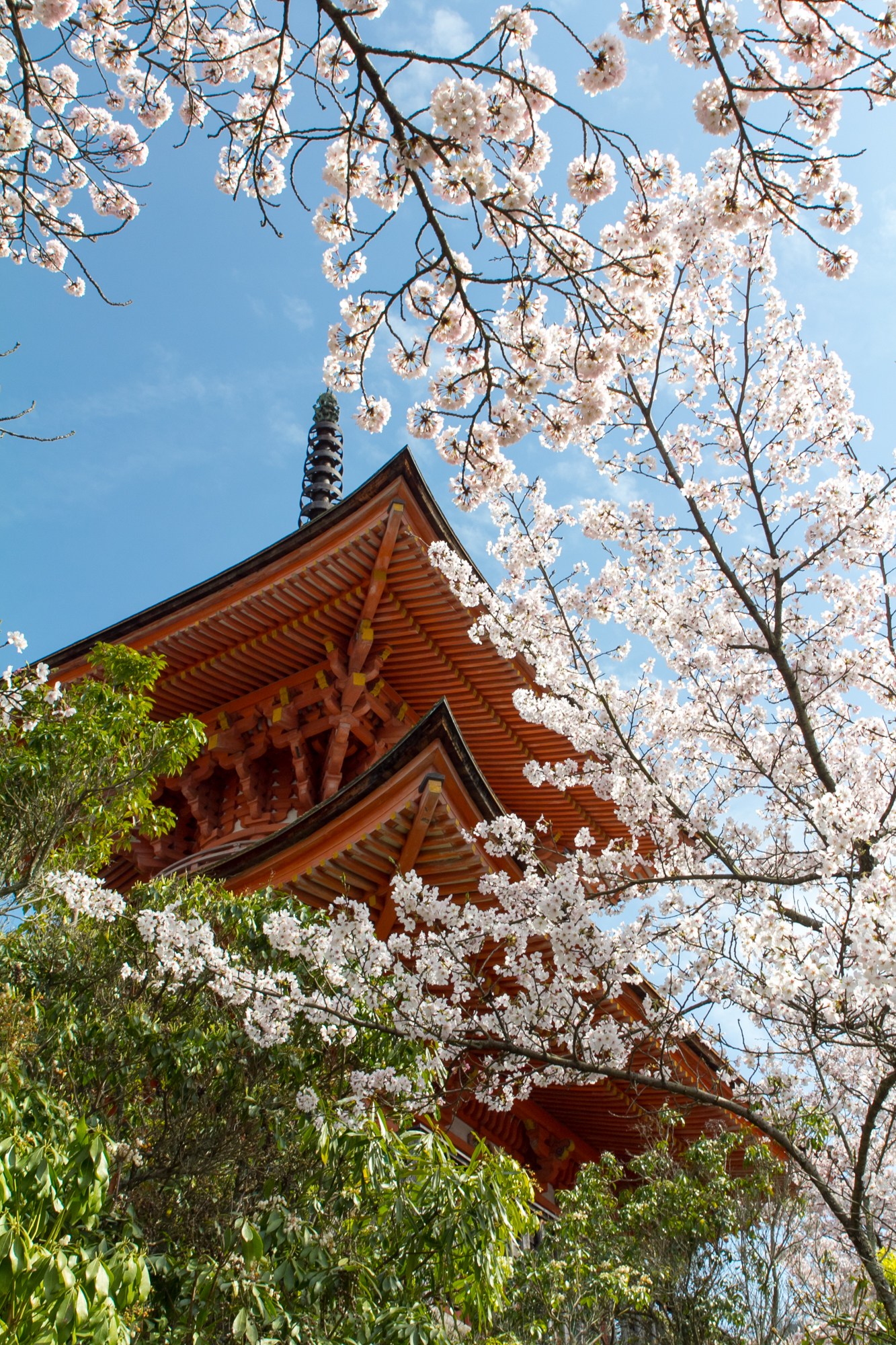 cherry blossoms and trees at temple
