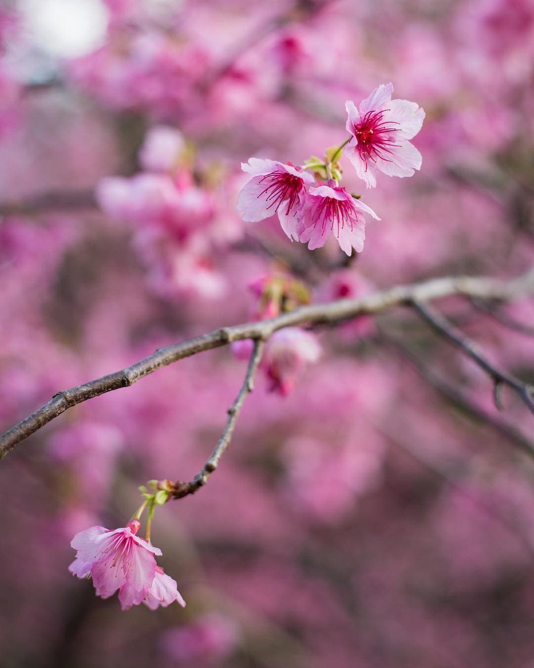 Cherry blossoms in Okinawa