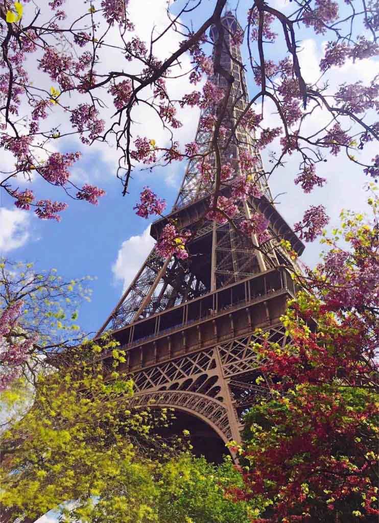 Cherry Blossoms around the Eiffel Tower in Paris